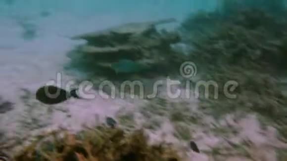 可爱的小鱼藏在珊瑚下的景色偷东西印度洋水下世界视频的预览图