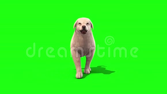 白色大狗遛循环前绿色屏幕3D渲染动画视频的预览图