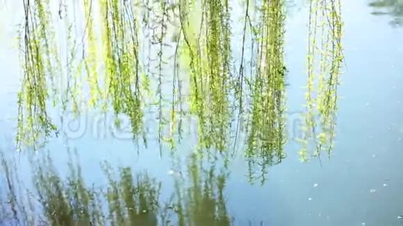 河里有两只鸭子视频的预览图