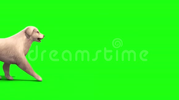 白色大狗走绿色屏幕三维渲染动画视频的预览图