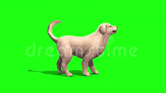 白色大狗吠侧绿色屏幕三维渲染动画视频的预览图