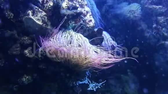 海葵是一种身体柔软的动物生活在海底岩石表面视频的预览图