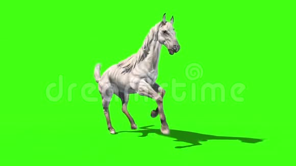 白马跑循环动物绿色屏幕3D渲染动画视频的预览图