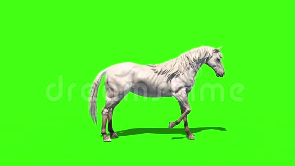 白马动物侧面绿色屏幕3D渲染动画视频的预览图