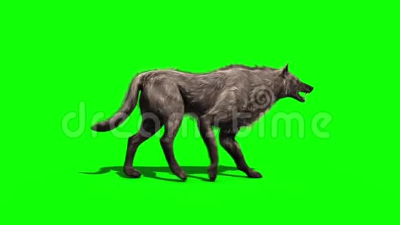 狼行走周期绿色屏幕侧3D渲染动画视频的预览图