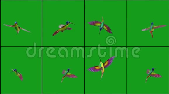 绿色屏幕背景下不同位置的飞蜂鸟视频的预览图