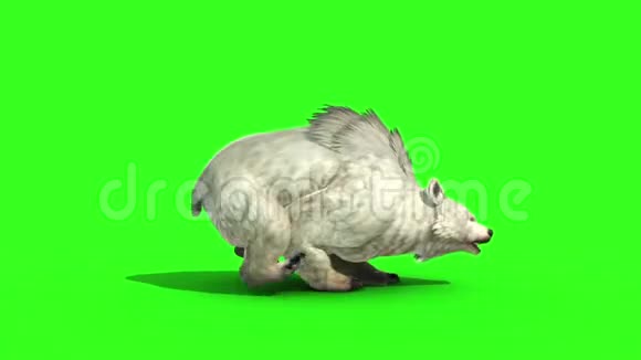 白熊运行周期侧绿色屏幕3D渲染动画视频的预览图