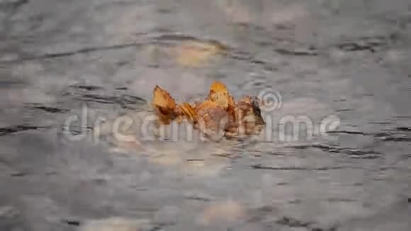 一片秋叶在平静安详的河面上视频的预览图