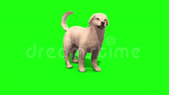 白色大狗嗅绿色屏幕三维渲染动画视频的预览图