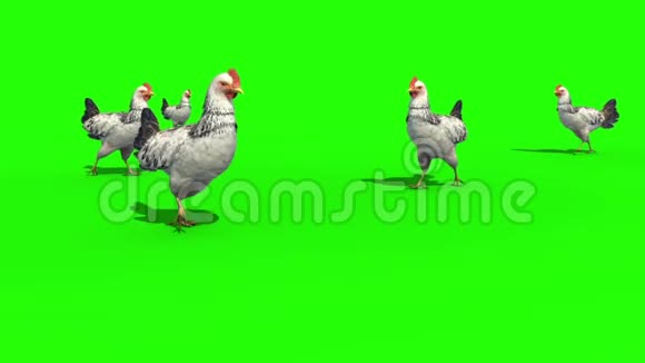 组白鸡走前绿屏3D渲染动画视频的预览图