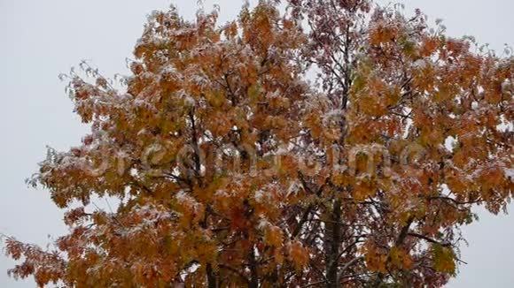 在深秋荒野的北极圈大雪中五彩缤纷的罗旺树视频的预览图