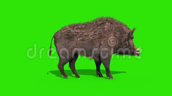 野猪拍摄绿色屏幕边3D渲染动画视频的预览图