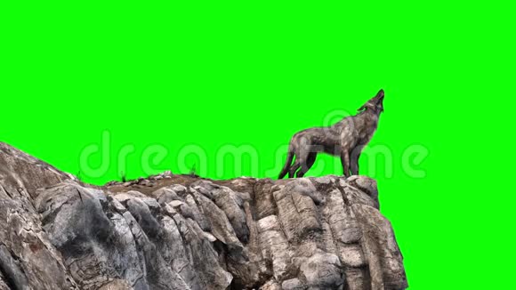狼嚎绿色屏幕岩石三维渲染动画视频的预览图
