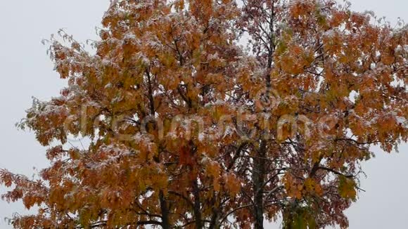 在深秋荒野的北极圈大雪中五彩缤纷的罗旺树视频的预览图