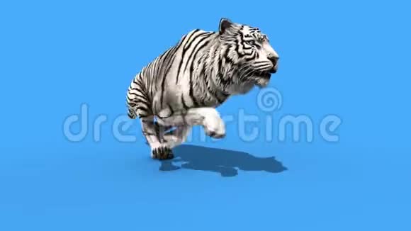 白虎跑动物循环关闭绿屏3D渲染动画视频的预览图