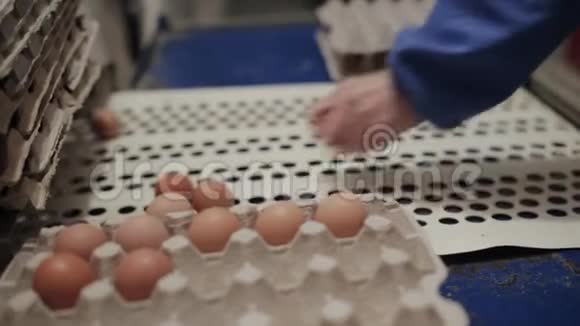 鸡场家禽工人在工厂输送机上分拣鸡蛋禽场工业生产线视频的预览图