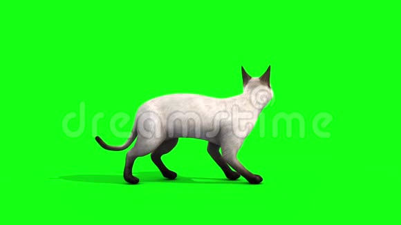 白猫猫猫侧面动物绿色屏幕三维渲染动画视频的预览图