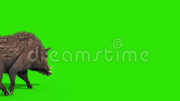 一组野猪绿色屏幕后退3D渲染动画视频的预览图