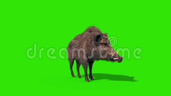 野猪拍摄绿色屏幕前三维渲染动画视频的预览图