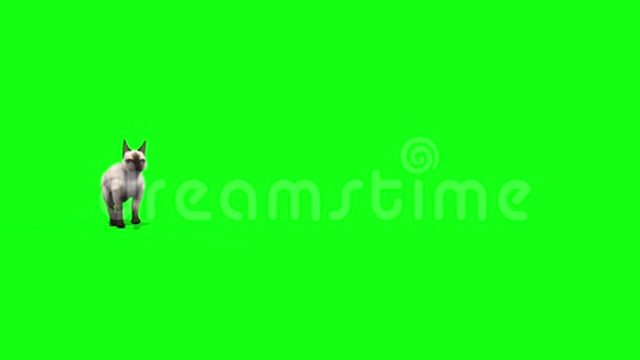 白猫猫走前动物绿色屏幕三维渲染动画视频的预览图