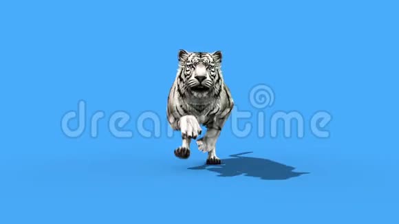 白虎跑动物前循环绿色屏幕3D渲染动画视频的预览图