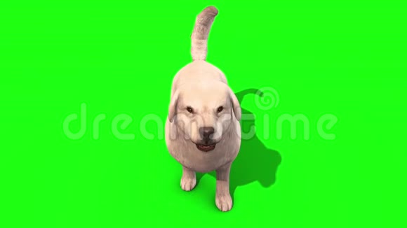 白色大狗吠绿色屏幕三维渲染动画视频的预览图