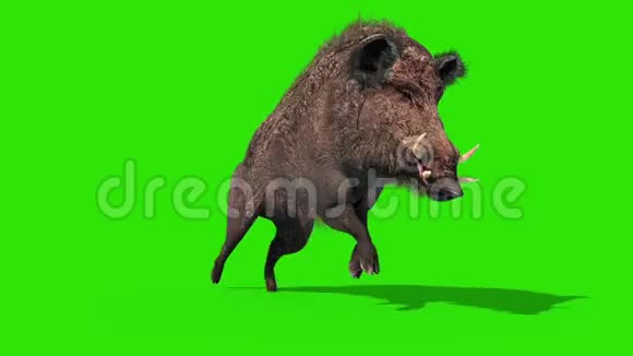 野猪绿色屏幕运行循环前循环3D渲染动画视频的预览图