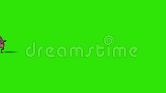 野猪绿色屏幕行走三维渲染动画视频的预览图