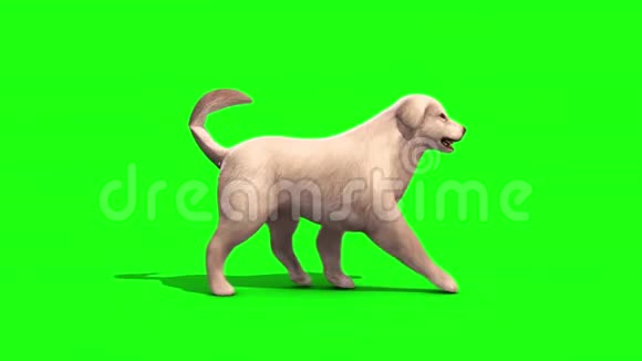 白色大狗遛狗周期侧绿色屏幕3D渲染动画视频的预览图