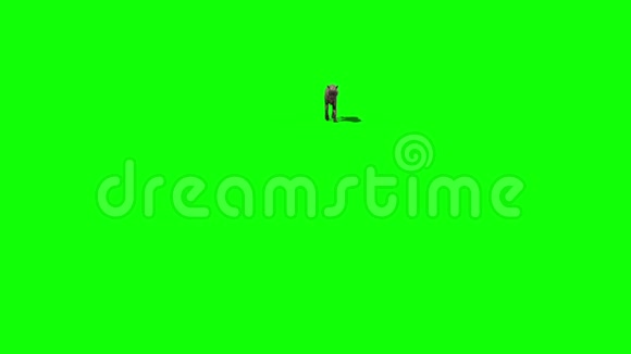 狼走绿色屏幕前3D渲染动画视频的预览图