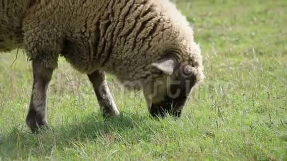 绵羊在草地上吃草从侧面看细节视频的预览图