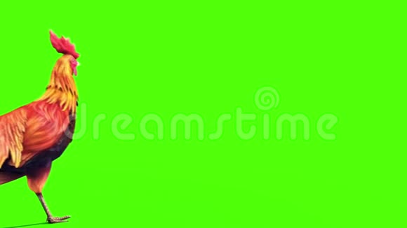 公鸡羽毛走回绿色屏幕三维渲染动画视频的预览图
