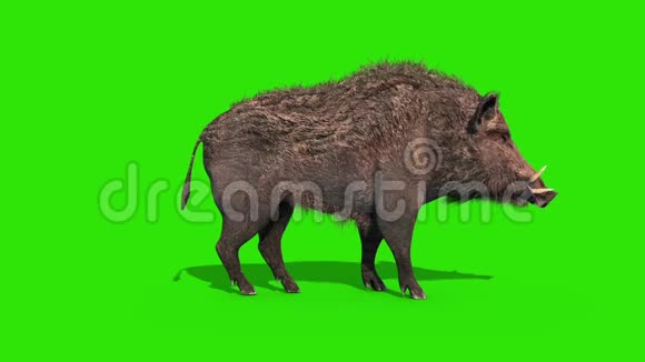 野猪绿色屏幕吃边循环3D渲染动画视频的预览图