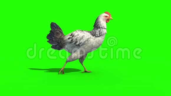 白鸡行走周期侧绿色屏幕3D渲染动画视频的预览图