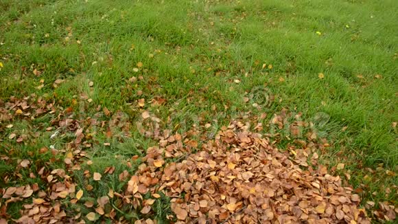 一个人在绿草如茵的草坪上把秋叶耙成一堆视频的预览图