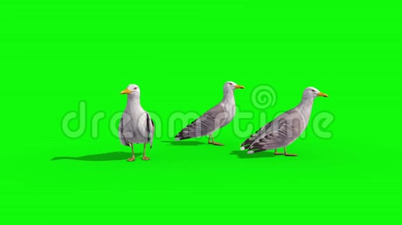 三只海鸥绿色屏幕三维渲染动画视频的预览图