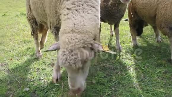 成年绵羊在草地上吃草视频的预览图