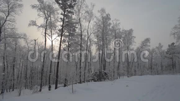 冬季森林的道路视频的预览图