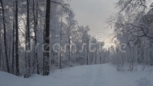冬季森林的道路视频的预览图