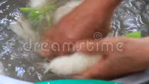 白萝卜用水洗净视频的预览图
