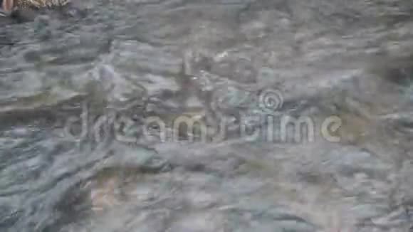 近水在森林的河流中流过视频的预览图