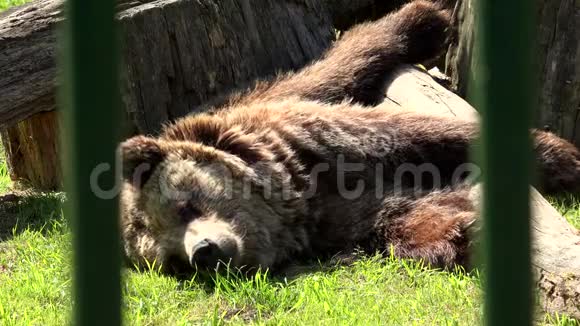 可怜的棕熊在炎热的日子里躺在阳光下视频的预览图