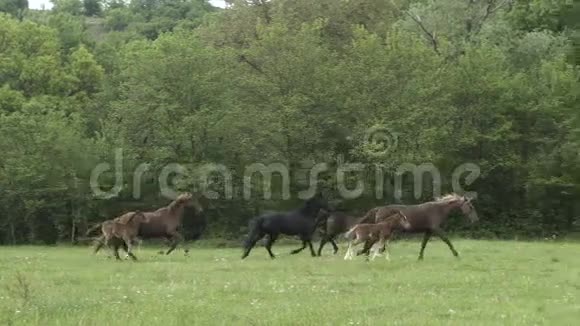 赶马在田野上的羊群视频的预览图