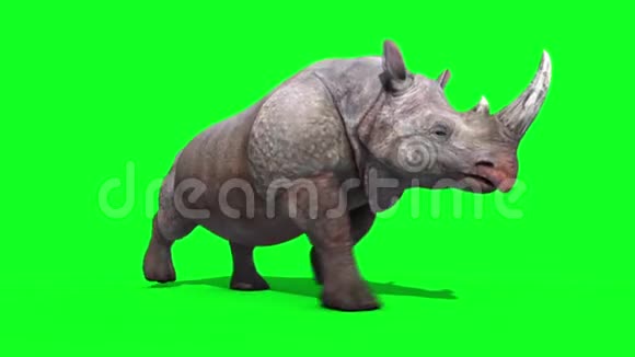 犀牛运行循环绿色屏幕循环3D渲染动物视频的预览图
