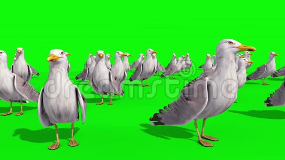 海鸥群绿屏3D渲染动画视频的预览图