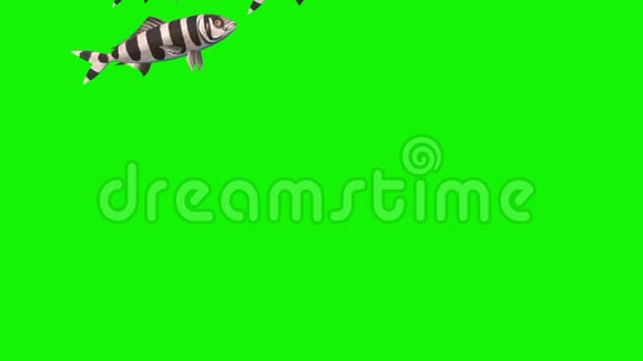 一组鱼海洋绿色屏幕前三维动画渲染视频的预览图