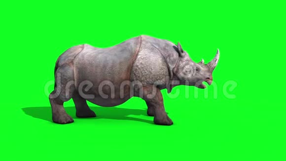 犀牛攻击侧绿色屏幕循环3D渲染动画动物视频的预览图