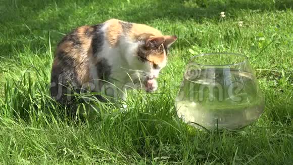 猫清洁洗湿爪子坐在玻璃水族馆附近鱼在草地上特写镜头4K视频的预览图