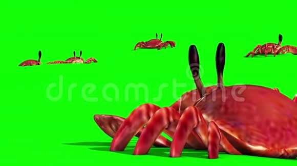 群蟹在沙绿屏上特写3D渲染动画视频的预览图