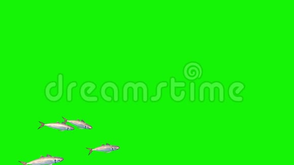 银鱼海洋绿屏3D动画渲染组视频的预览图